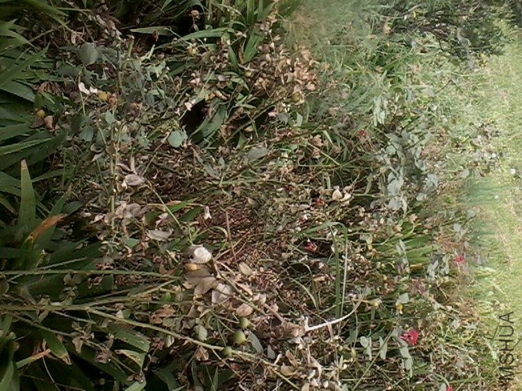IMG0170A.jpg