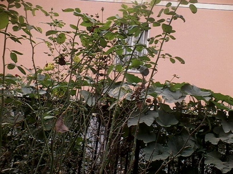 IMG0176A.jpg