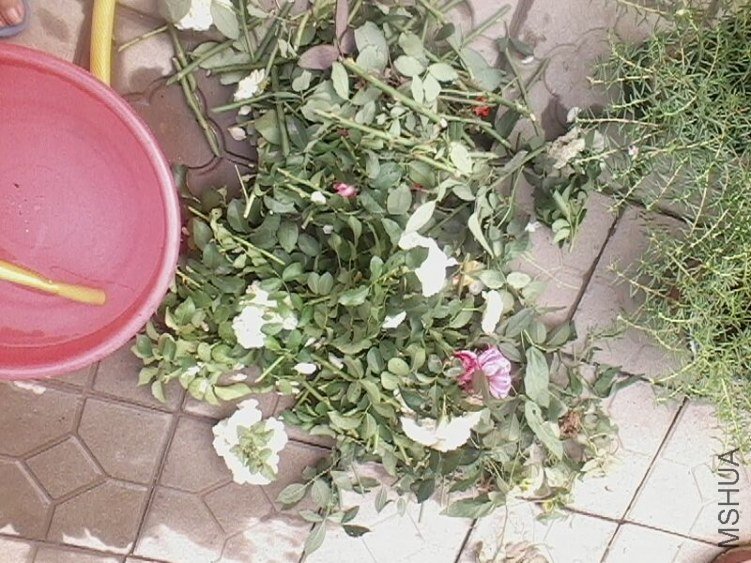 IMG0180A.jpg