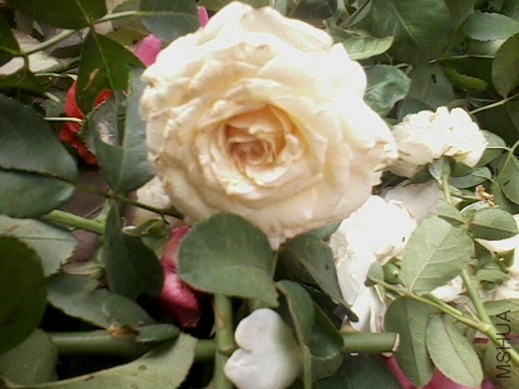 IMG0181A.jpg