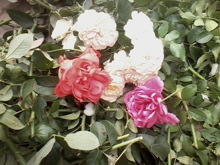 IMG0182A.jpg