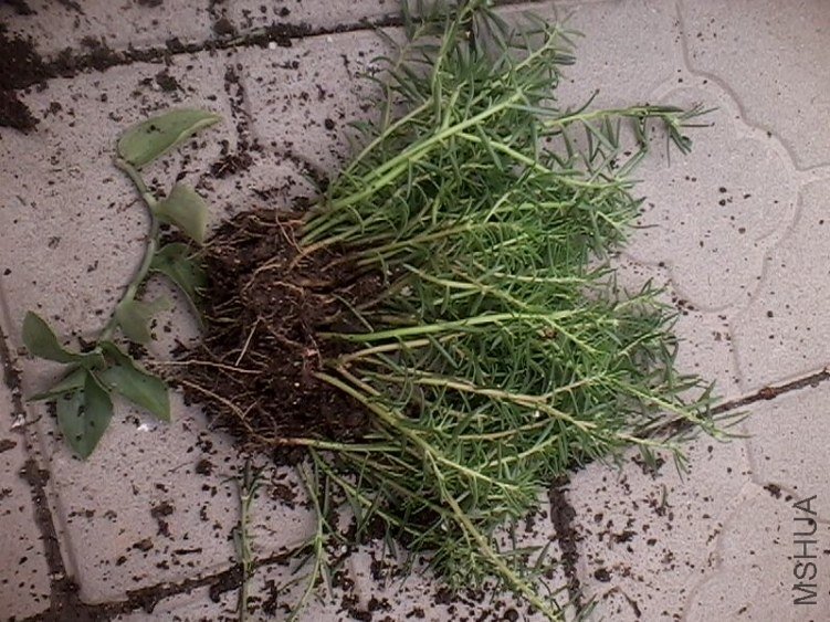IMG0192A.jpg