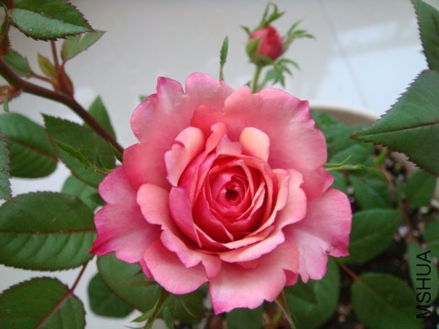 DSC03064.JPG