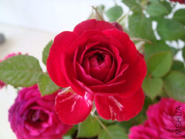 DSC03901.JPG