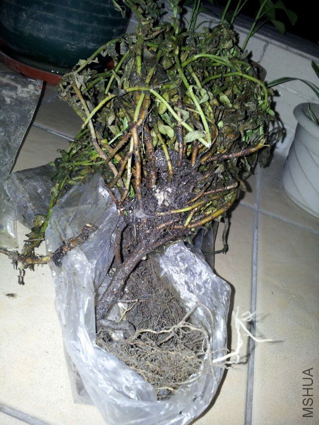 20120901_192617.jpg