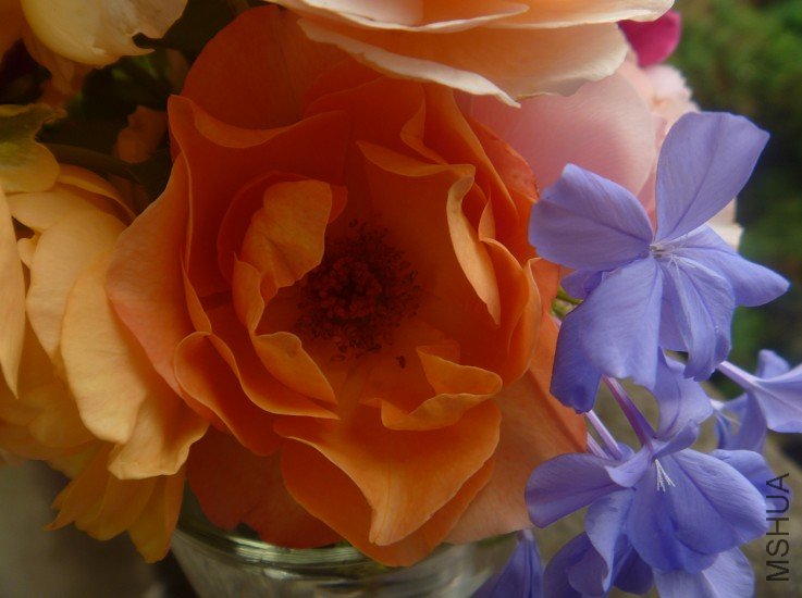 ���� (2).jpg