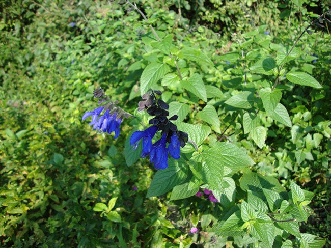 DSC09201_����.jpg