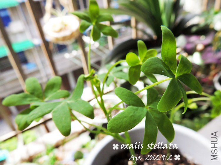 ������O.stellata