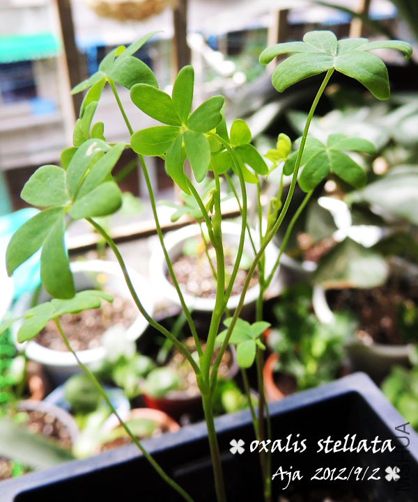 ������O.stellata