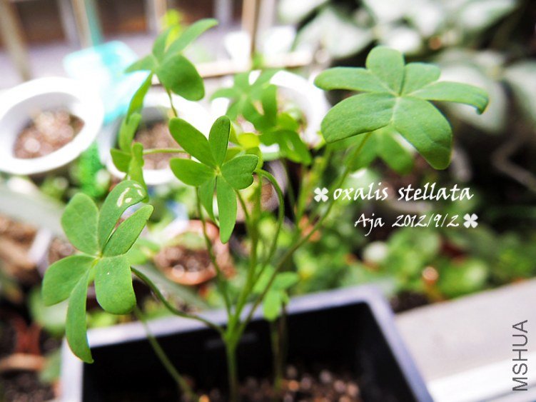 ������O.stellata