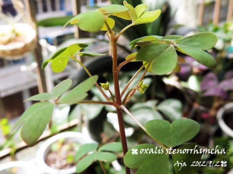 �߸���O.stenorrhyncha