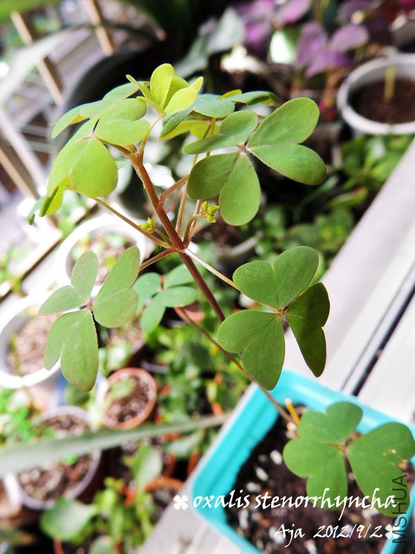 �߸���O.stenorrhyncha