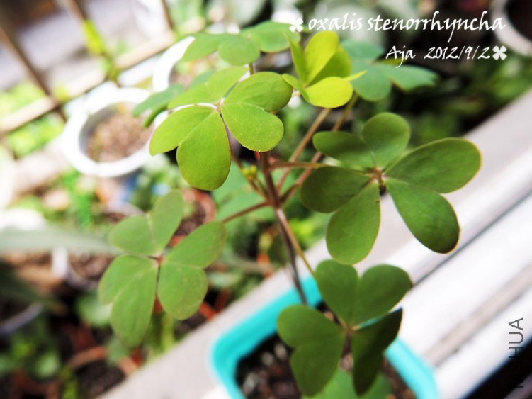 �߸���O.stenorrhyncha