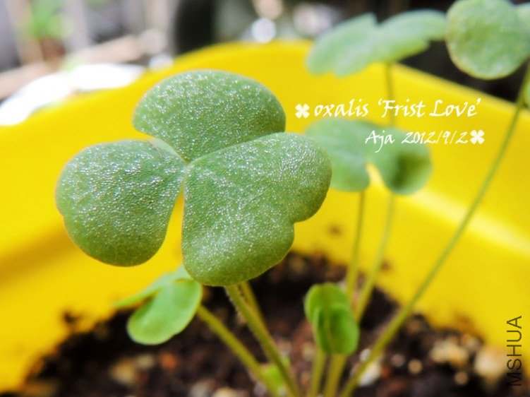 ����O.��First Love��