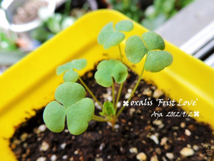 ����O.��First Love��