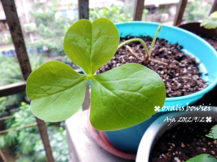 ����� O.bowiei