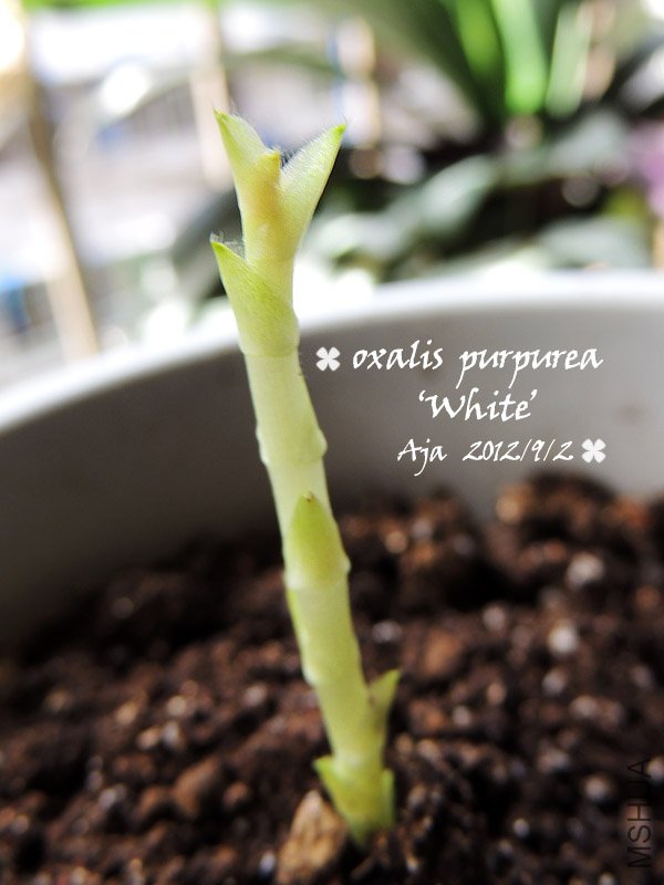 ��ܽ��Oxalis purpurea ��White��