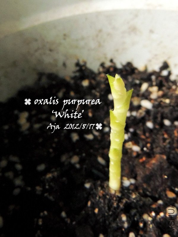 ��ܽ��Oxalis purpurea ��White��