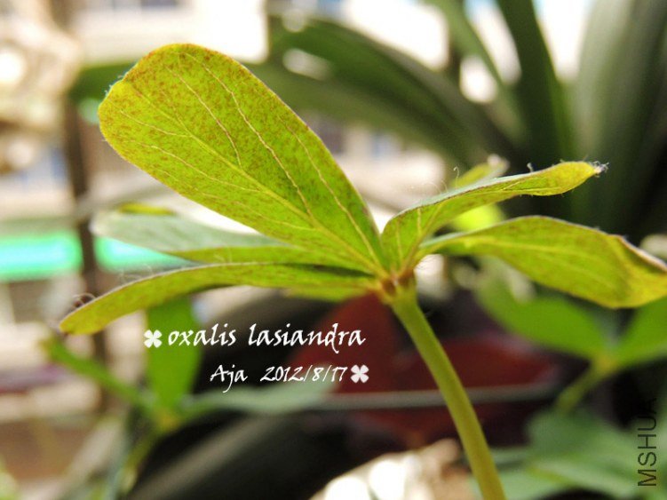 ë����O. lasiandra