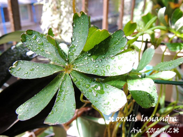 ë����O. lasiandra