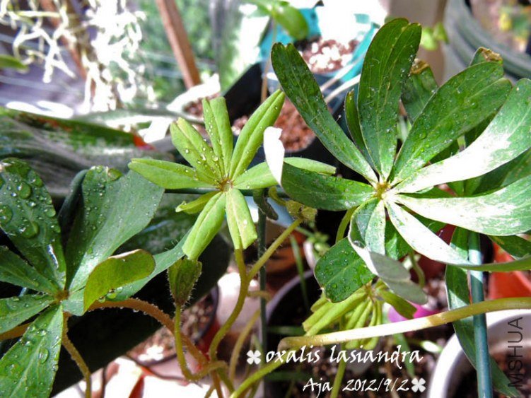 ë����O. lasiandra