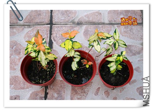 ��Ƭ 006_����.jpg