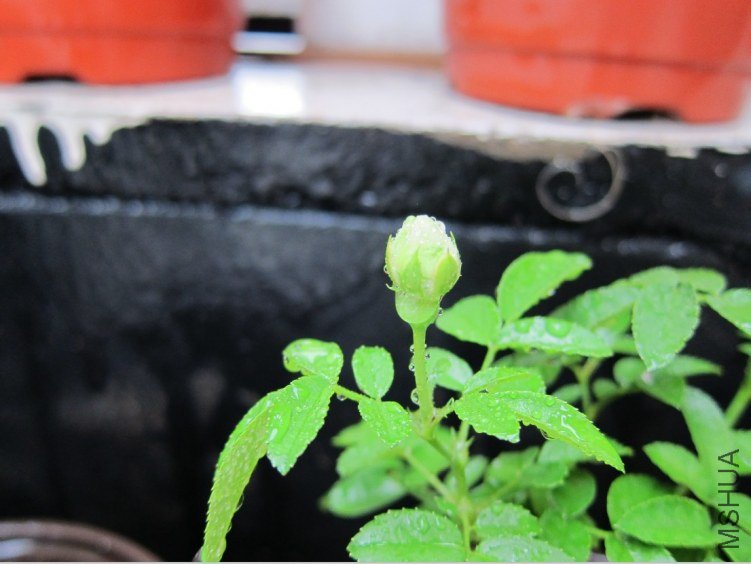 12345.jpg