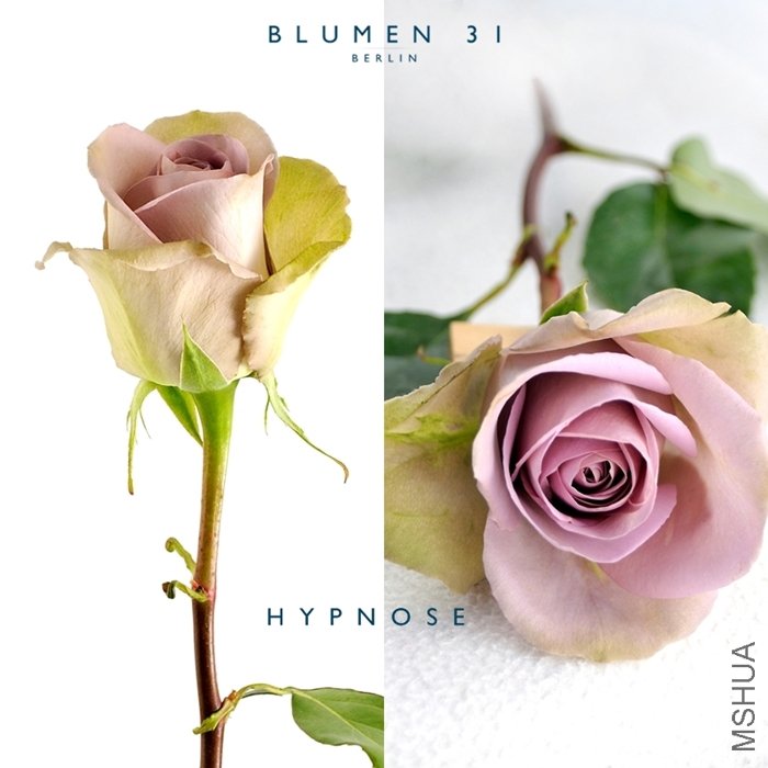 Hypnose.jpg