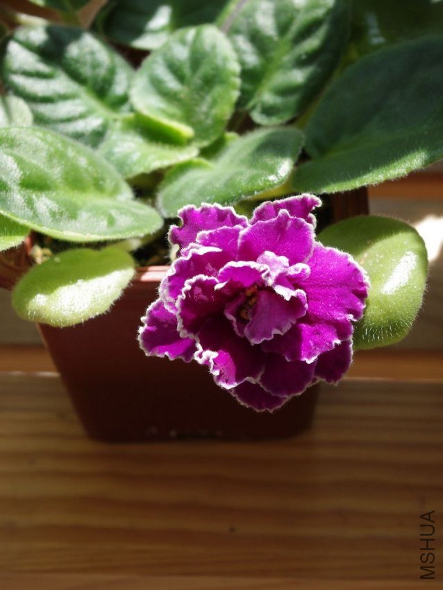 IMGP0490.jpg