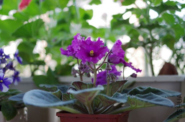 IMGP1063.jpg