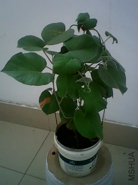 IMG0322A.jpg