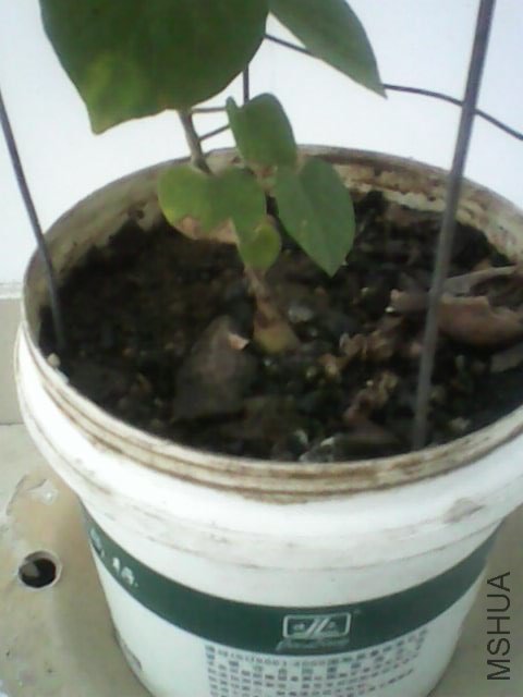IMG0323A.jpg