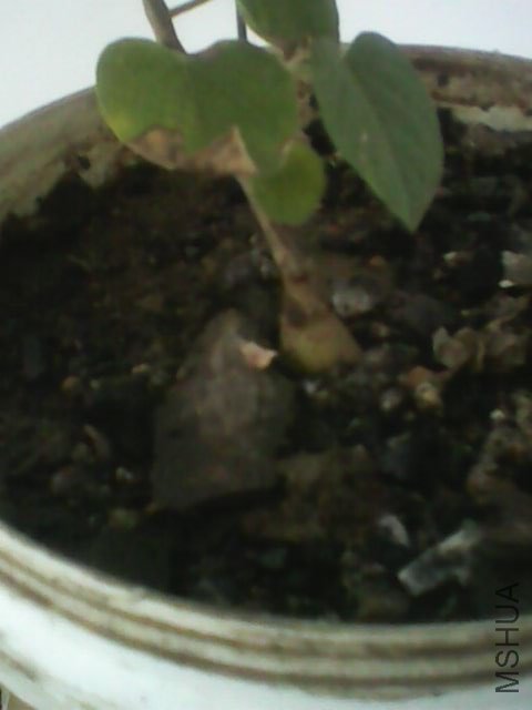 IMG0324A.jpg