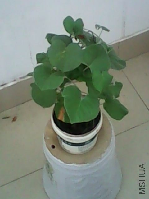 IMG0325A.jpg