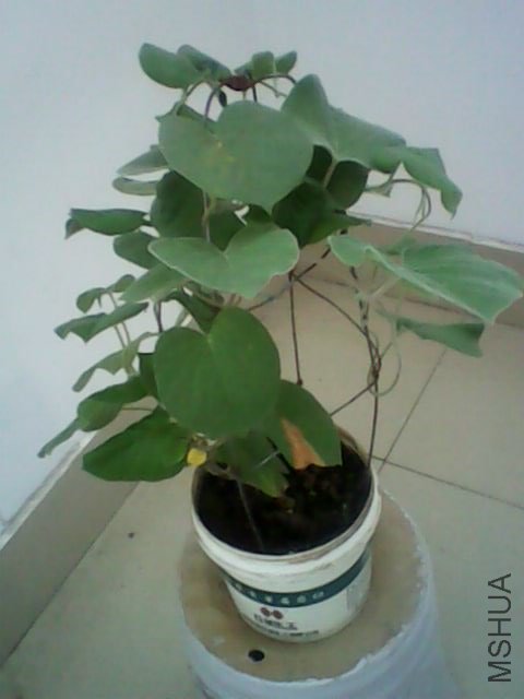 IMG0326A.jpg