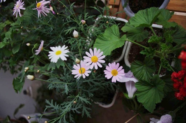 IMGP0916.jpg