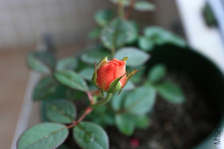 ��Ƭ 037.jpg