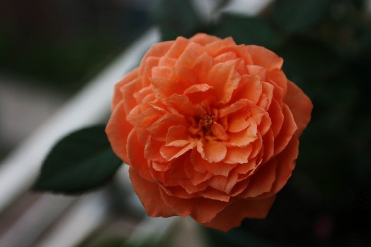 ��Ƭ 044.jpg