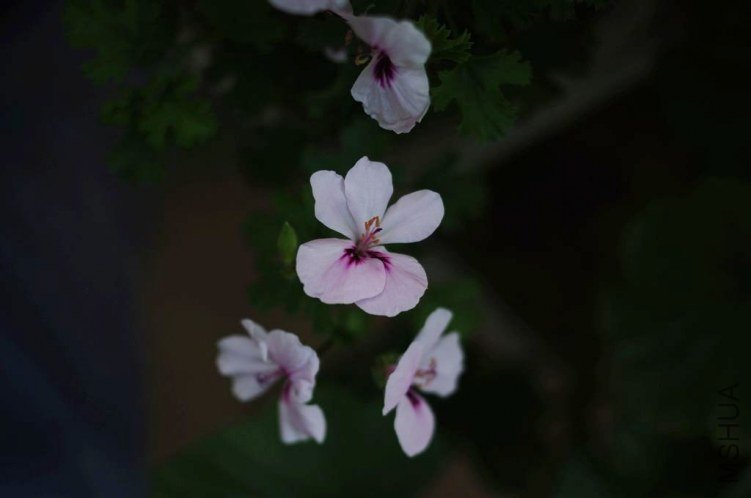 IMGP1077.jpg