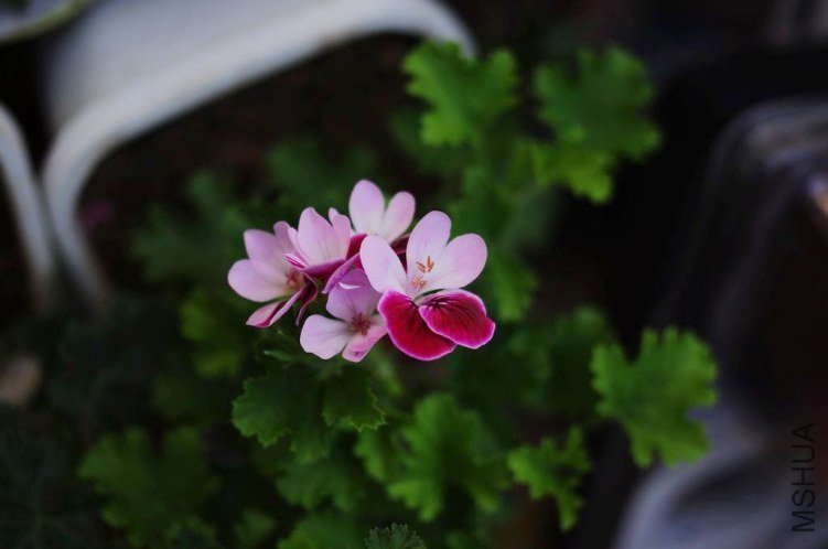 IMGP1067.jpg