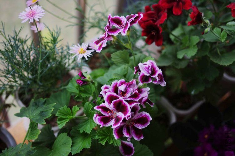 IMGP1029.jpg