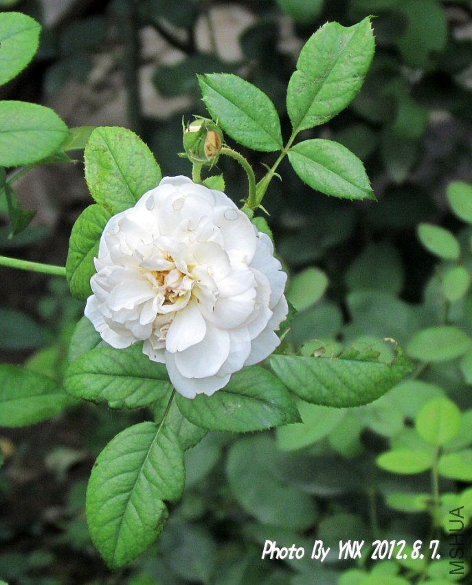 2012.8.7. 019_conew1.jpg