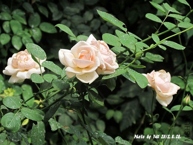 2012.8.28. 017_conew1.jpg