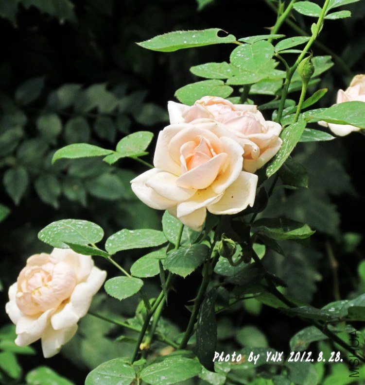 2012.8.28. 018_conew1.jpg