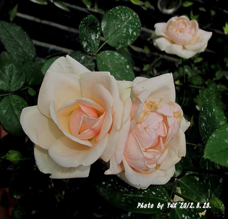 2012.8.28. 019_conew1.jpg