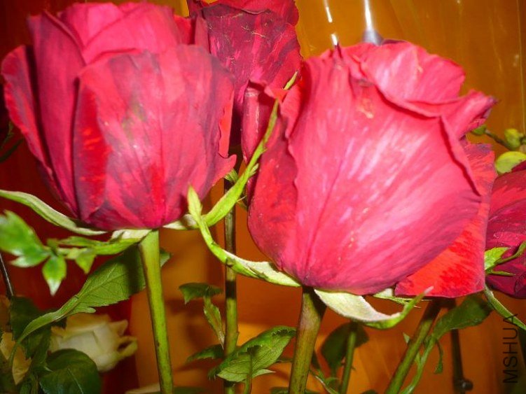 ����İ�ɫ���ǲ����ʻ��˺ۣ��������ƣ�����������ġ�