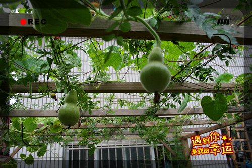 ��Ƭ 003����4.jpg