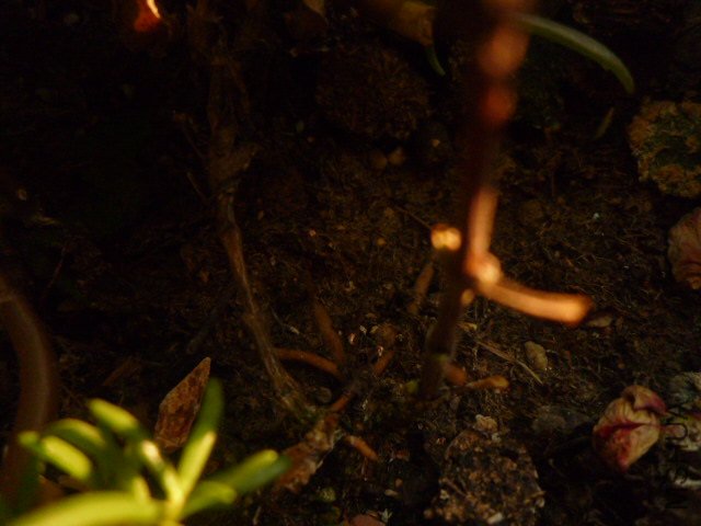 P1060762.JPG