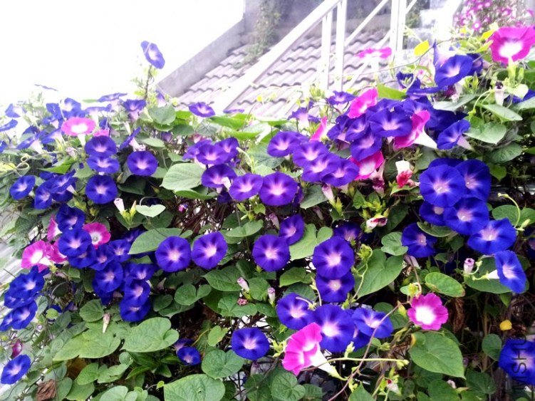 20120906_060308_conew1.jpg