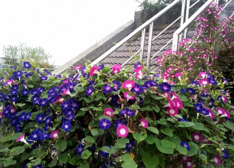 20120906_060328_conew1.jpg